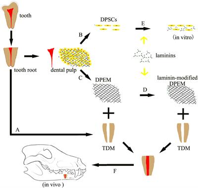 Laminin-Modified Dental Pulp Extracellular Matrix for Dental Pulp Regeneration